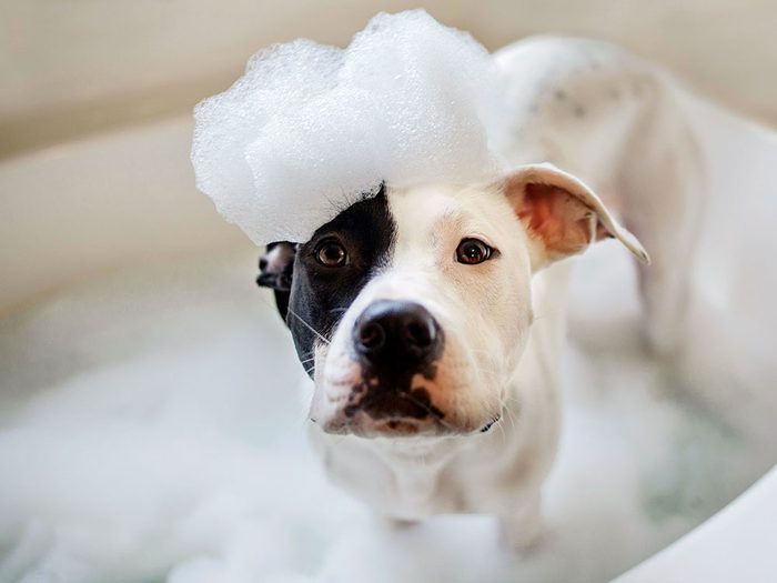 Le vétérinaire conseille d'être prudent lorsque vous lavez vos animaux.