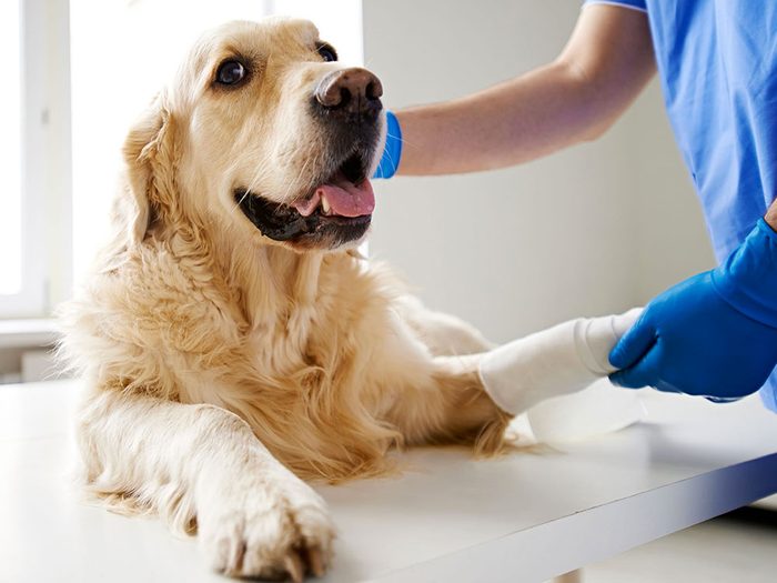 Chaque fois qu'un patient est guéri, le vétérinaire sait que son travail en vaut la peine.