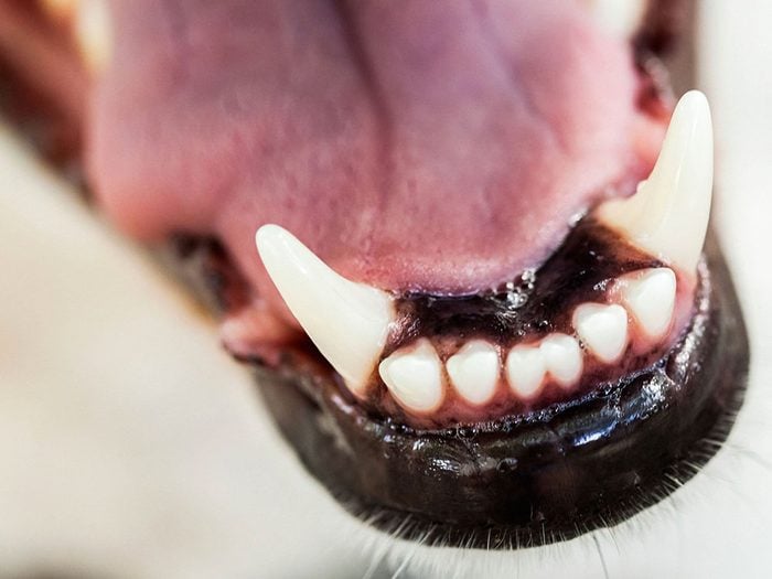 Aucun vétérinaire ne vous dirait de brosser les dents de votre animal.