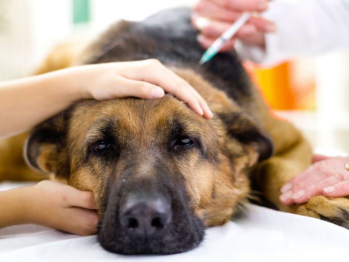 Malheureusement, beaucoup de cliniques vétérinaires tournent les coins ronds pour faire des profits.