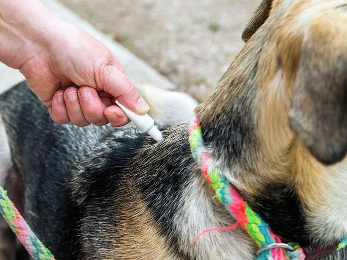 Les vétérinaires mettent en garde contre les traitements localisés contre les puces et les tiques vendus sans ordonnance.