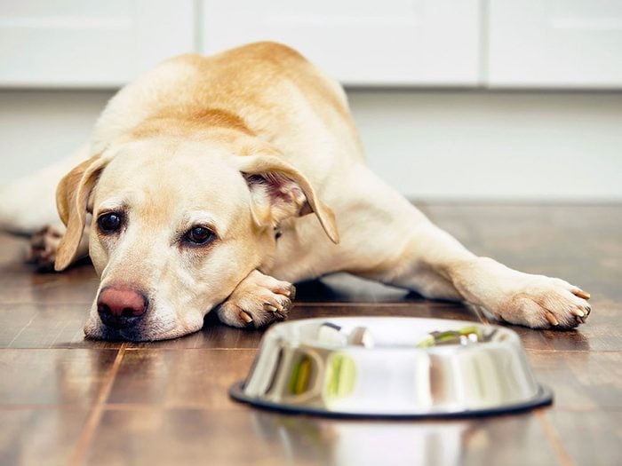 Le vétérinaire vous met en garde: cuisiner pour votre animal est plus difficile que vous ne le croyez.