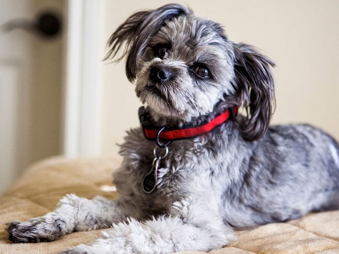 Des vétérinaires avouent que votre chien à 2000$ est un pur croisement.