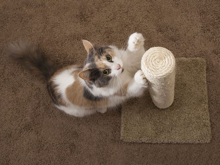 Assurez-vous de prévoir des poteaux à griffes pour votre chat d'intérieur.