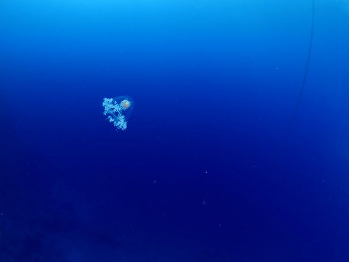 Faits incroyables: il existe une espèce de méduse immortelle.