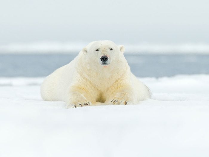 Faits incroyables: les ours polaires ne sont pas blancs.