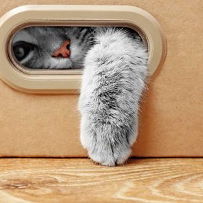 Voici pourquoi les chats aiment se cacher dans les boites.