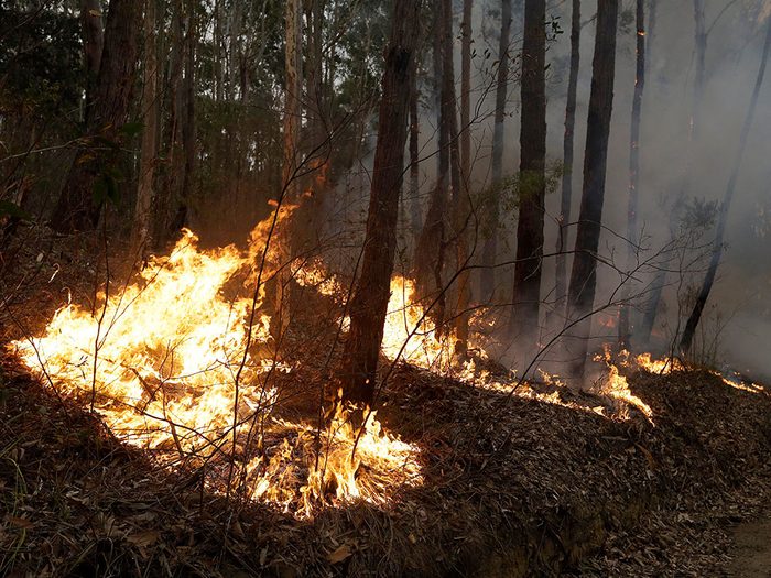 Certains animaux risquent de disparaître à causes des incendies en Australie.