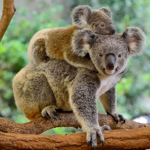 Le Koala est l'un des animaux qui risquent de disparaître à causes des incendies en Australie.