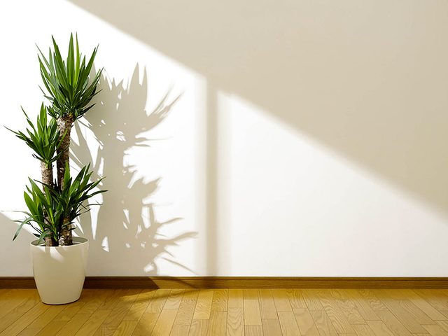 Un mur avec une plante.