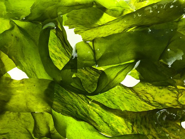 Les spécialistes de la thyroïde évitent les algues.