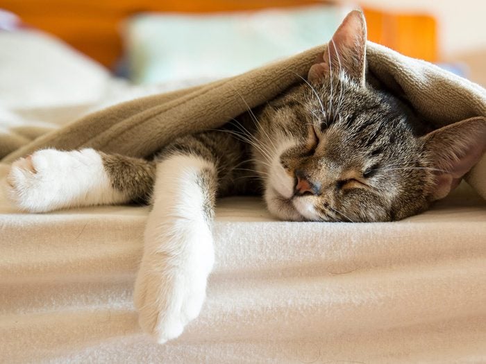 Faire la sieste fait partie du comportement des chats.