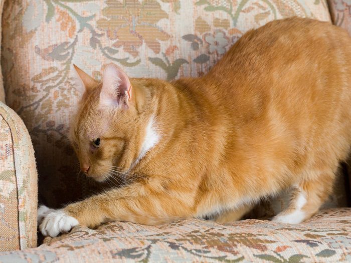 Griffer les meubles fait partie du comportement des chats.