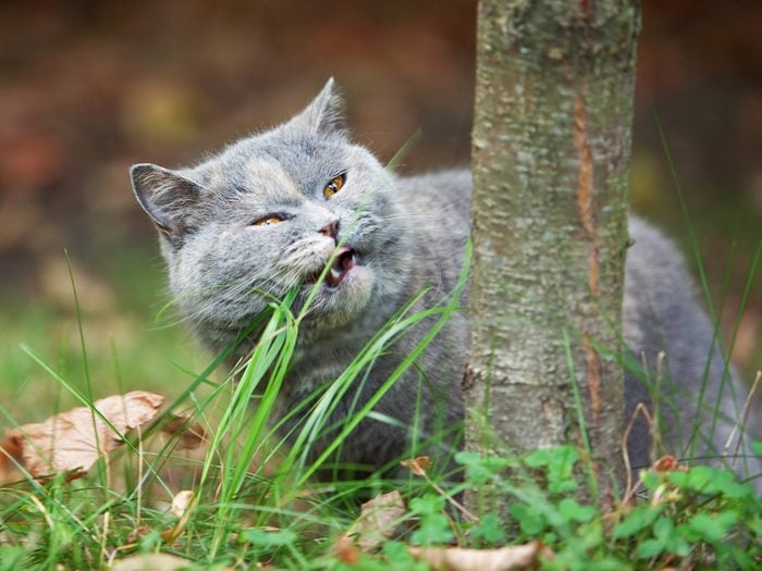 Manger de l’herbe fait partie du comportement des chats.