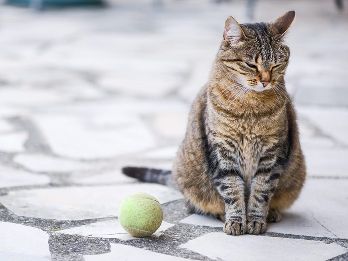 Rapporter des animaux morts (ou des jouets) fait partie du comportement des chats.