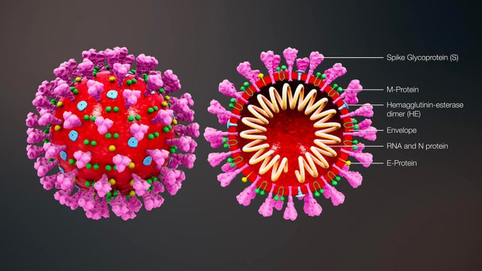 Modèle transversal d’un coronavirus (Covid-19).