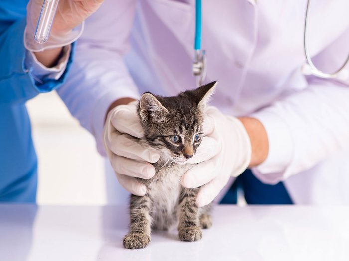 Faites faire un bilan de santé et un test sanguin annuels à votre animal de compagnie.