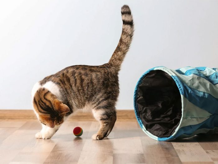 Animal de compagnie Vie: les chats d’intérieur conservent leurs instincts.