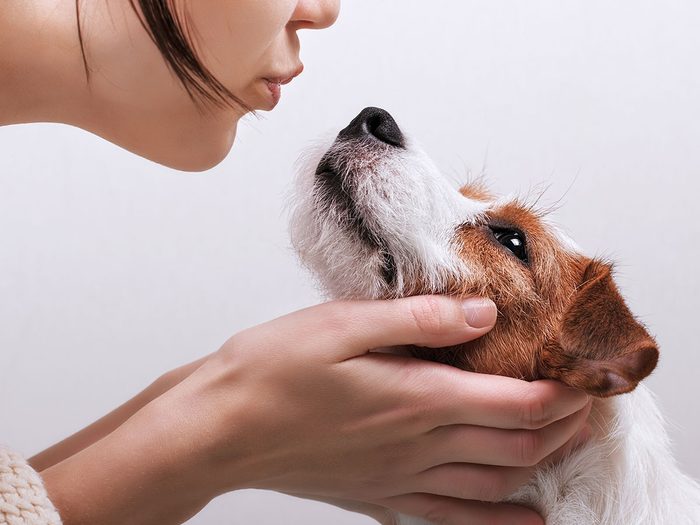 Animal de compagnie: les cancer chez les chiens.