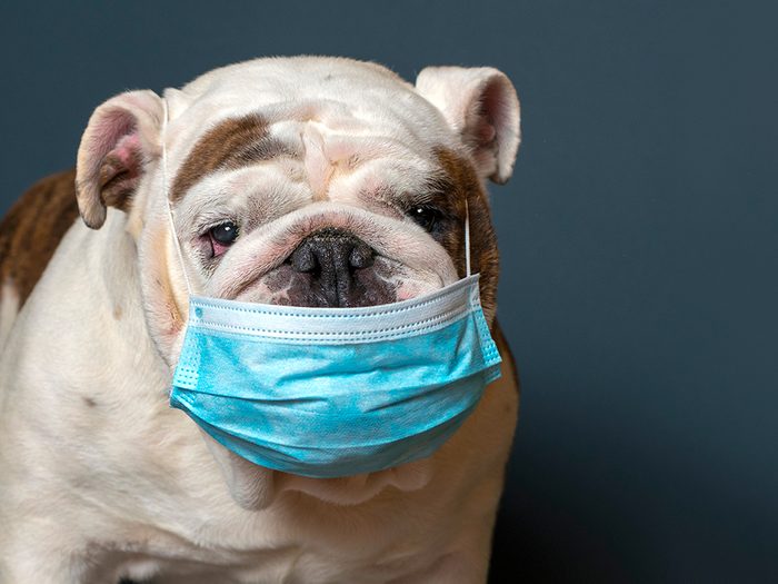 COVID-19: votre chien peut-il attraper le coronavirus?