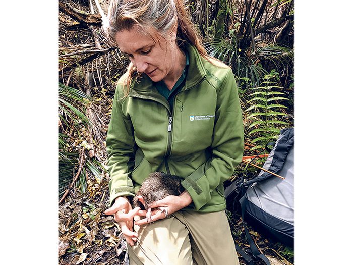 Bridget Palmer s'occupant d'un jeune kiwi, un oiseau rare de Nouvelle-Zélande.