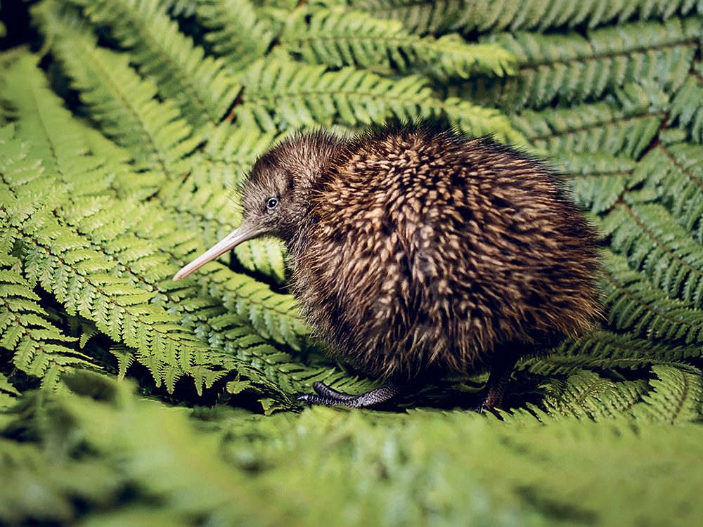 Espèce menacée: le plan de la Nouvelle-Zélande pour préserver le kiwi