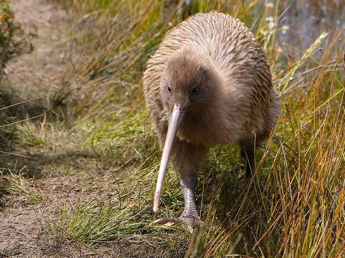 Le kiwi de Nouvelle-Zélande est un oiseau incapable de voler, et souvent sans défense.