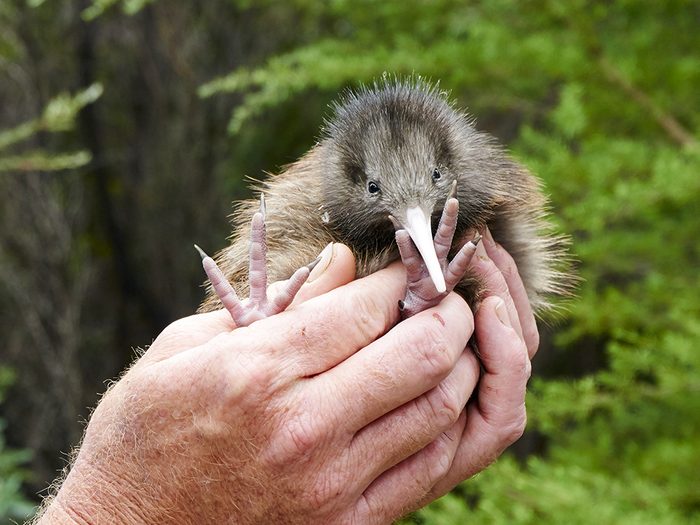 L'intervention humaine est parfois nécessaire pour la préservation d'espèce telle que le kiwi de Nouvelle-Zélande.