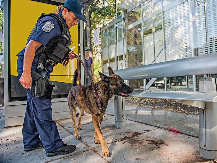 Policier est aussi un métiers pour les chiens.