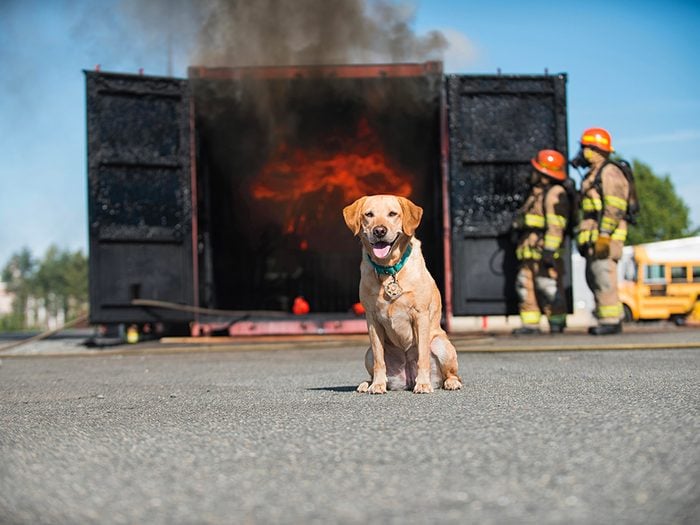 Chien pompier est l'un des métiers pour chiens.
