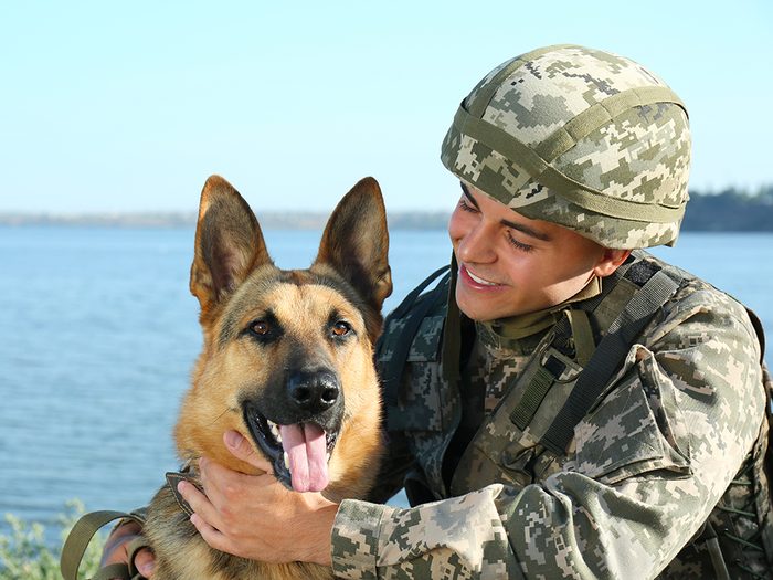 Chien soldat est l'un des métiers pour chiens.