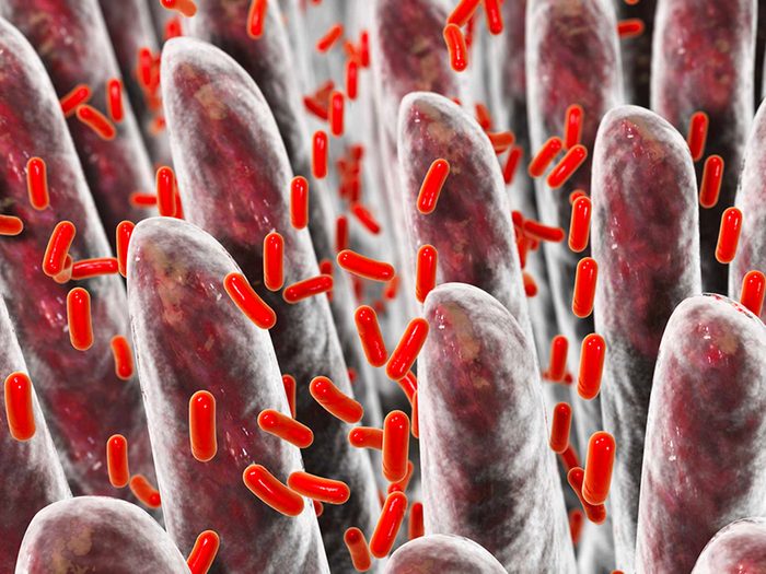 Mieux comprendre l’importance des bactéries intestinales pour vivre plus vieux.