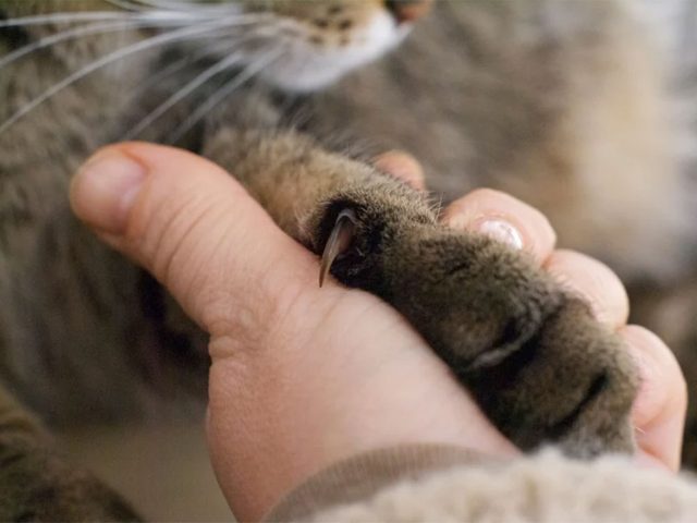 Chien et chat: dgriffer un chat, ce n'est pas du tout comme couper vos ongles!