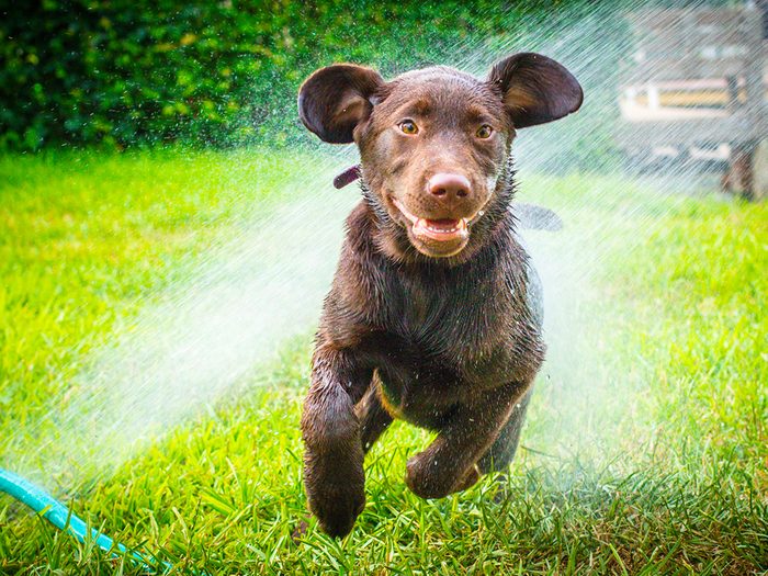 Chiens mouillés: le Labrador le plus heureux du monde.