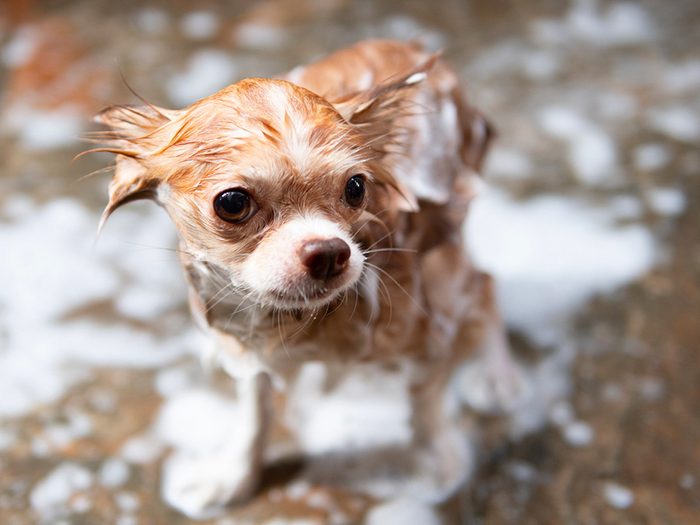 Chiens mouillés: ce Chihuahua savonneux.