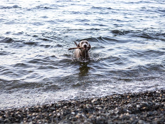 Chiens mouillés: le chien du lac.