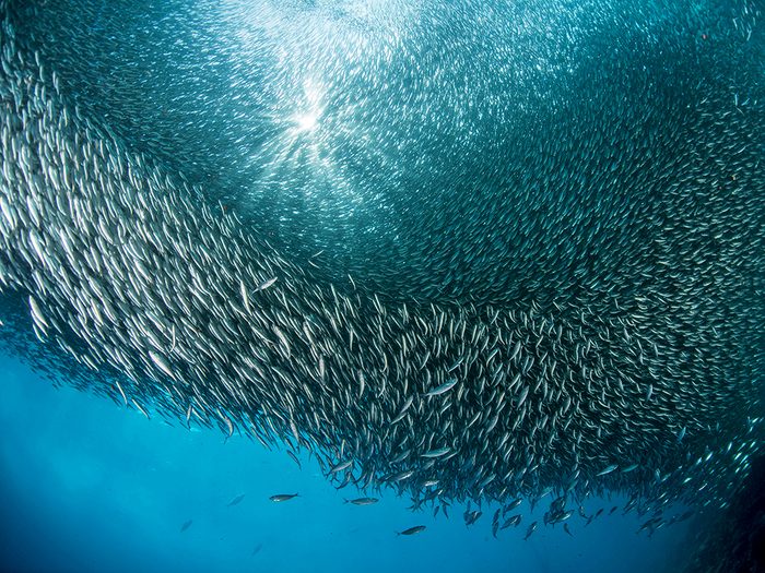 Densité de population: serrés comme des sardines.