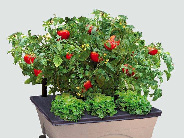Les tomates sont faciles à cultiver.