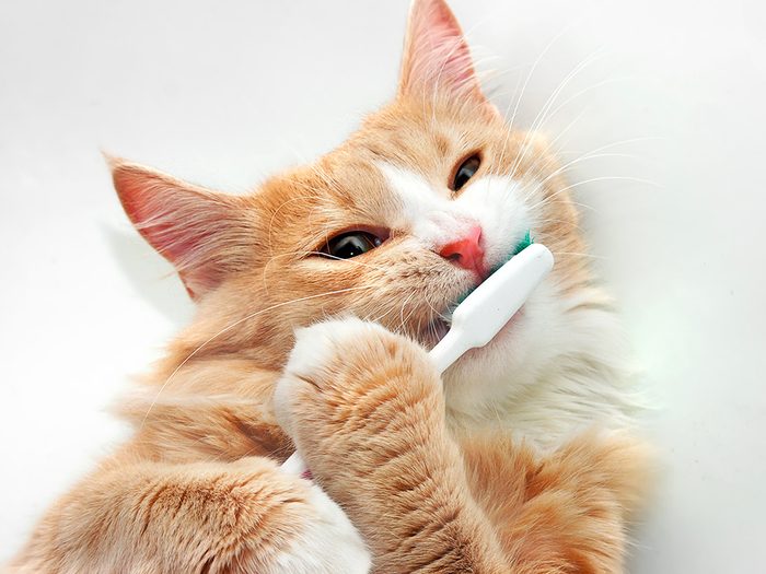 Toilettage: laver son chat passe aussi par lui laver les dents.