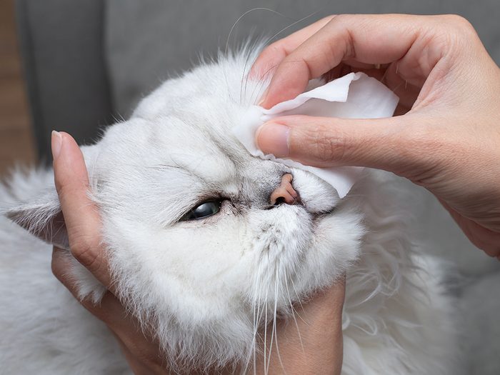 Toilettage: laver les yeux de son chat.
