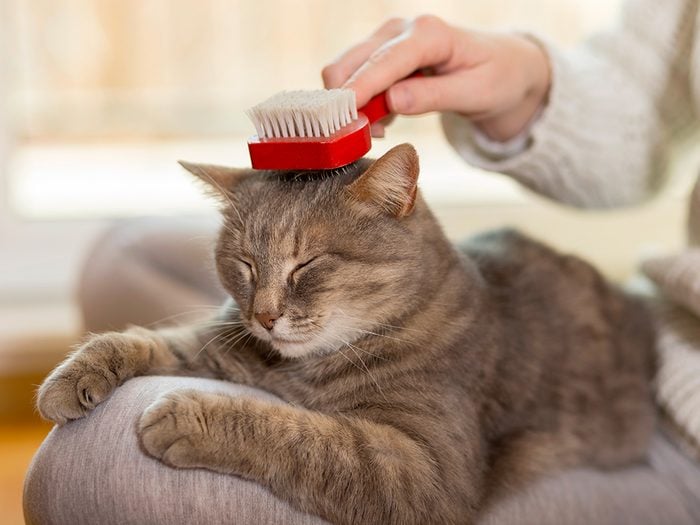 Toilettage: quelles brosses faut-il pour son chat?
