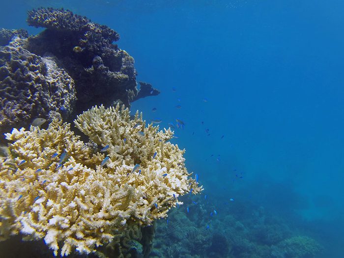 Le blanchissement massif des coraux a touché la Grande Barrière deux années successives, en 2016 et en 2017.