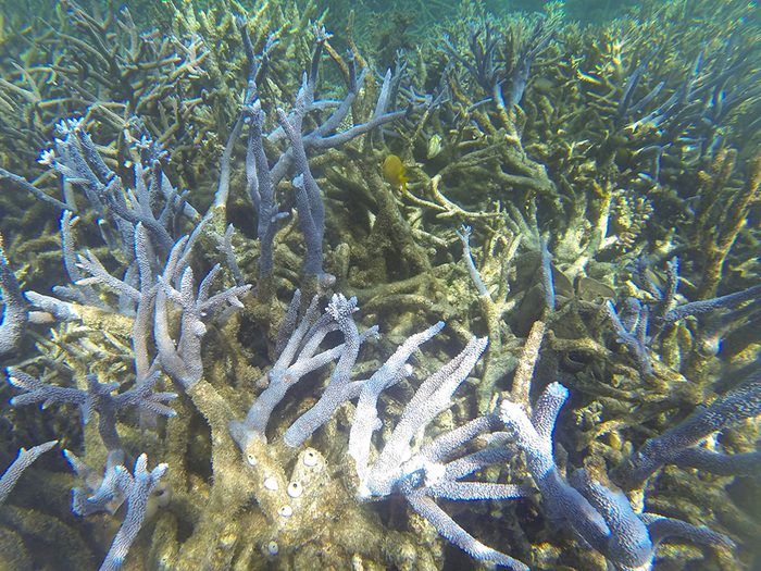 Le blanchissement dévastateur de 2017 pour la Grande Barrière de corail.