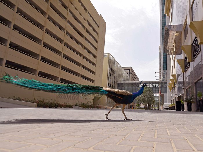 Des paons à Dubaï pendant la pandémie de coronavirus.