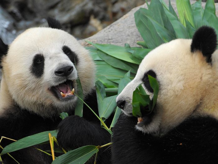 Des pandas dans un zoo de Hong Kong pendant la pandémie de coronavirus.