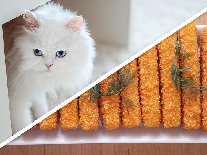 Les friandises rapides aux bâtonnets de poisson pour chat font partie des produits pour animaux que vous pouvez faire à la maison. 