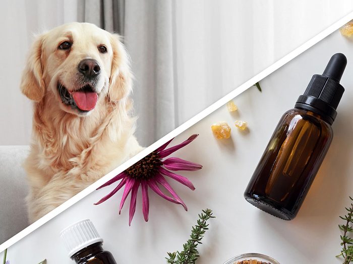 La poudre antipuce aux huiles essentielles pour chien est l'un des produits pour animaux que vous pouvez faire à la maison.