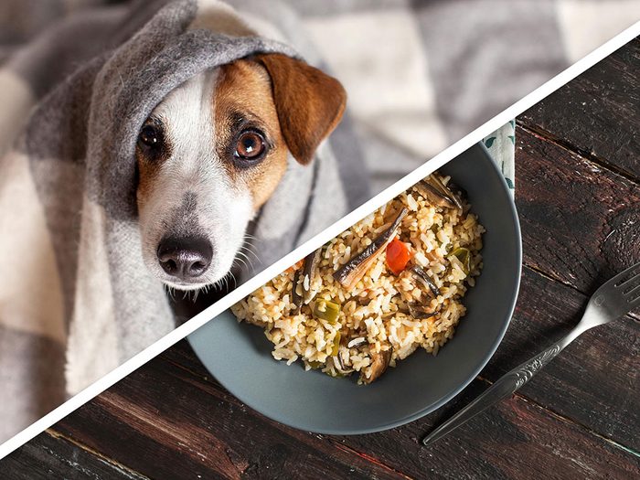 Le dîner au poulet et au gruau pour chien est l'un des produits pour animaux que vous pouvez faire à la maison.