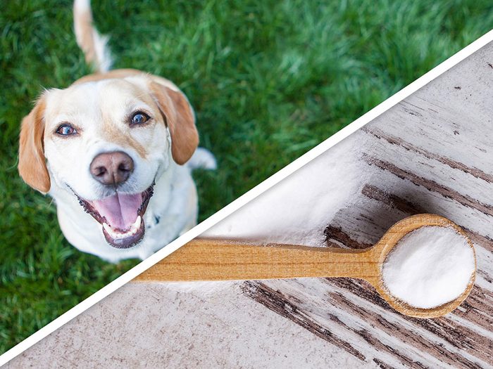 Le shampoing sec pour chien est l'un des produits pour animaux que vous pouvez faire à la maison.