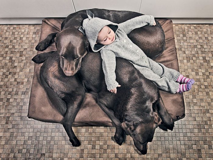 Petite sieste entre chiens et bébé.
